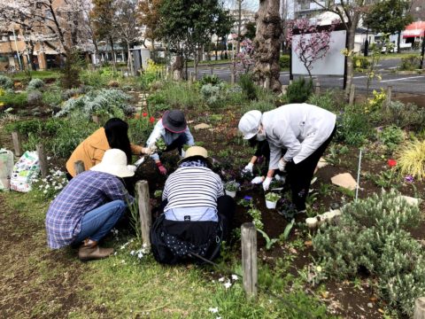 東綾瀬公園ハーブボランティア - 4