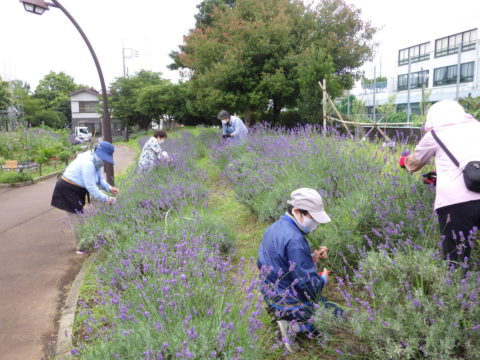 宇喜田公園ハーブボランティア - 1