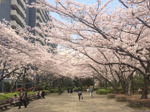 ⑧季節の広場 - 1