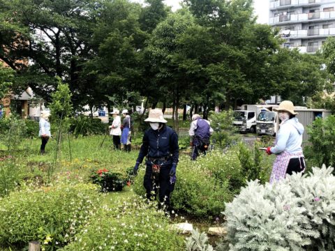 東綾瀬公園ハーブボランティア - 3