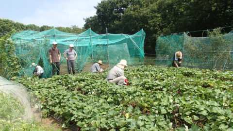 中川公園学校農園ボランティア