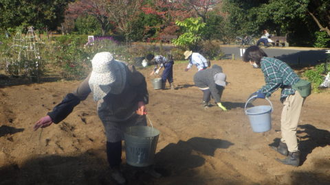 大島小松川公園ガーデンボランティア