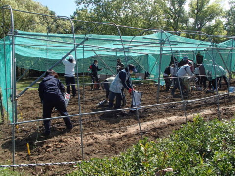 中川公園学校農園ボランティア - 1