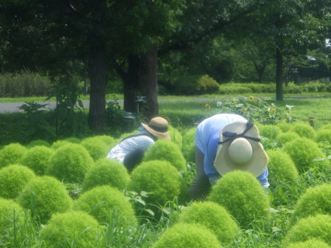 大島小松川公園ガーデンボランティア - 1