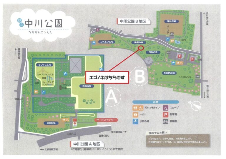 20260511エゴノキはこちらのサムネイル