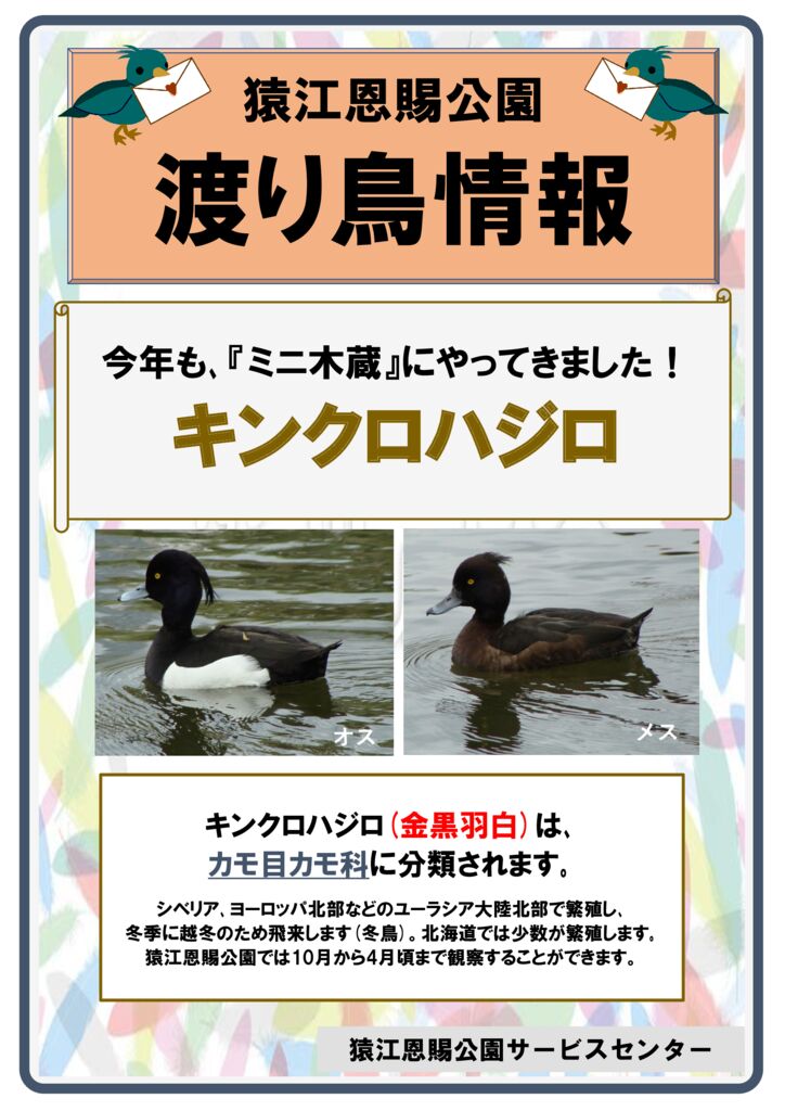 野鳥情報のサムネイル