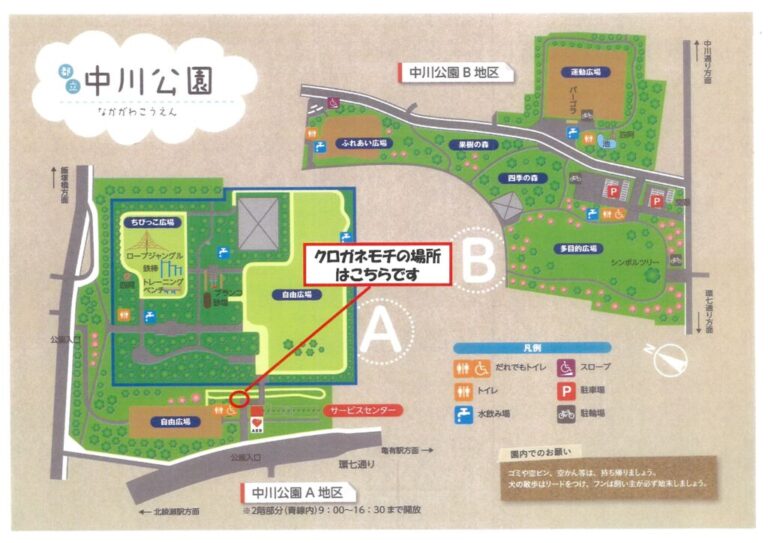 20251222クロガネモチのサムネイル