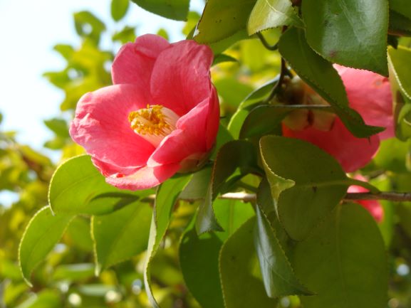 ヤブツバキの花