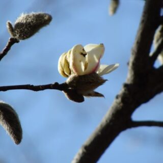 コブシの花