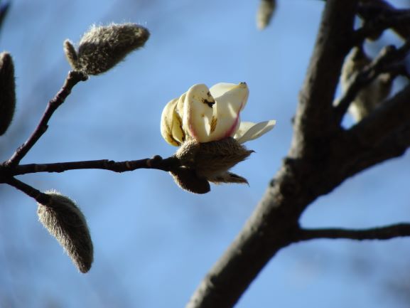 コブシの花