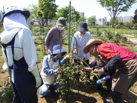 大島小松川公園ガーデンボランティア - 3