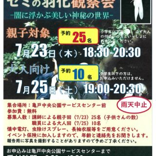 【亀戸中央公園】7/25(土)自然観察会＜特別回＞～セミの羽化観察会　大人向け～を開催します！