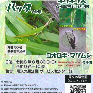 【尾久の原公園】8/30(日) 自然観察会「草地のバッタ」を開催します！