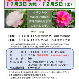 【亀戸中央公園】11/3(火・祝)サザンカガイドツアー（１回目）を実施いたします！