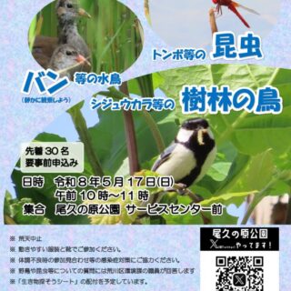 【尾久の原公園】5/17(日)自然観察会「バンの子育て＆春の日本に来た鳥」