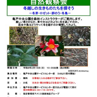 【亀戸中央公園】2/15（日）「自然観察会～冬越しの生きものたちを探そう～」を開催します！