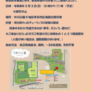 【中川公園】チューリップの球根回収ボランティア