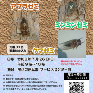 【尾久の原公園】自然観察会「夏のセミ」