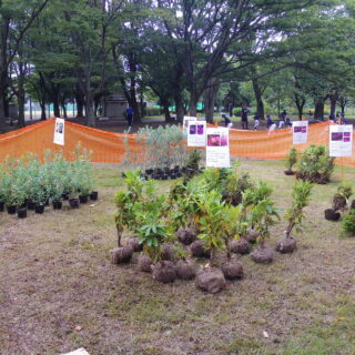 【東綾瀬公園】オータムフェスタ第一弾・秋の東京都支給木の配布
