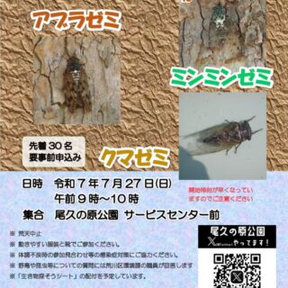 【尾久の原公園】鳴き声だけでは物足りない。自然観察会でセミを見つけよう！開催します！