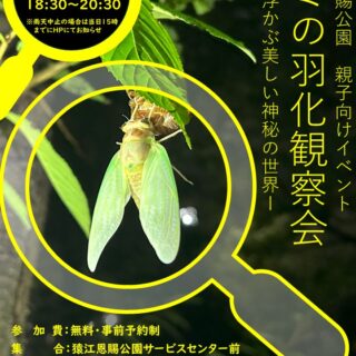 【猿江恩賜公園】7/28(火)「セミの羽化観察会」を開催します！