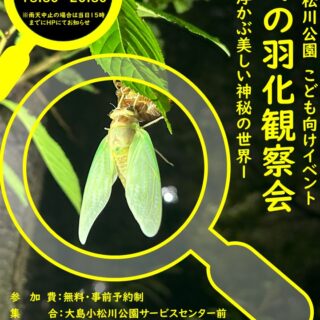【大島小松川公園】7/31(金)「セミの羽化観察会」を開催します！