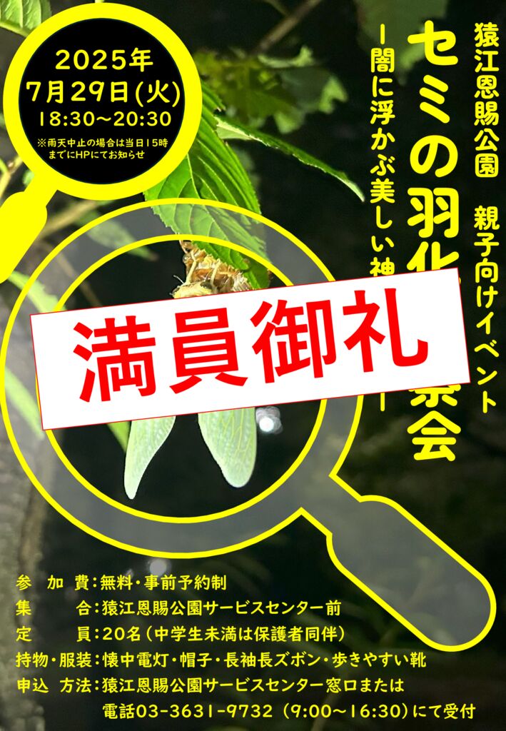 セミの羽化観察会チラシ_満員のサムネイル