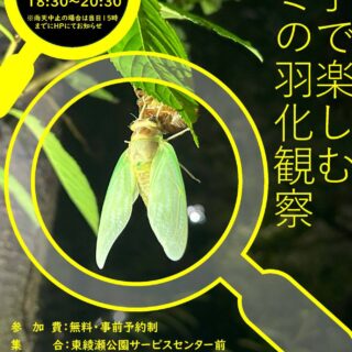 【東綾瀬公園】7/29(水)自然観察会「親子で楽しむセミの羽化観察」を開催します！